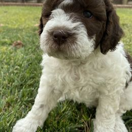 Lagotto Romagnolo Puppies from Sandra Lowrey's Lagotto Romagnolo