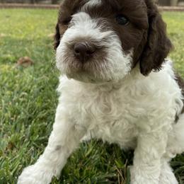 Lagotto Romagnolo Puppies from Sandra Lowrey's Lagotto Romagnolo