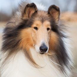 Collie Puppies from Creekwood Collies