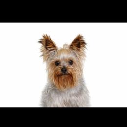 Willie - Yorkshire Terrier