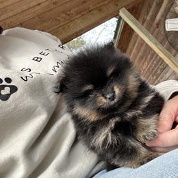 Walnut - Black and tan male Pomeranian puppy in Zavalla, Texas from Precious Puff Poms