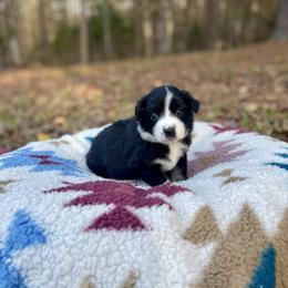 Australian Shepherd Puppies from Southern Tribute Farms