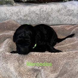 Mercedes - Apricot female Goldendoodle puppy in Sanderson, Florida from Serenity Goldendoodles