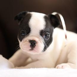 Silver Collar - White and brindle female French Bulldog puppy in Wichita, Kansas from Phantasticus French Bulldogs