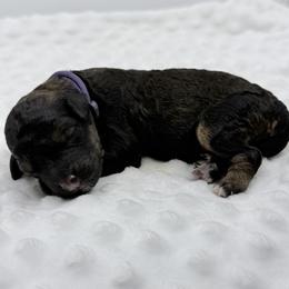 Glow - Sable female Bernedoodle puppy in La Plata, Maryland from Serenity Creek Doodles