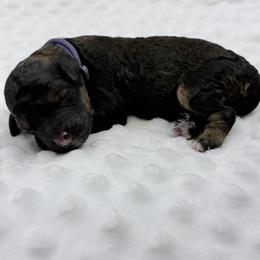 Glow - Sable female Bernedoodle puppy in La Plata, Maryland from Serenity Creek Doodles