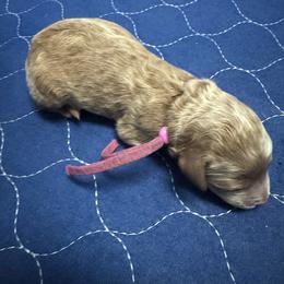 Goldendoodle Puppies from Crystal Romero