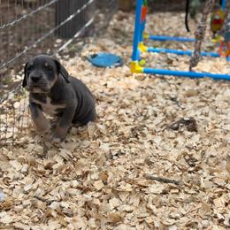 Morticia - Blue female Great Dane puppy in Montgomery, Texas from KD Sweet Southern Danes