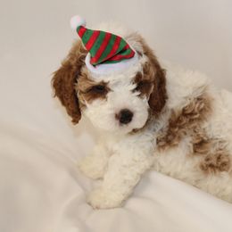 Jack (Blue collar boy) - Cream male Cavapoo puppy in Eagle Mountain, Utah from Liberty Farms Puppies