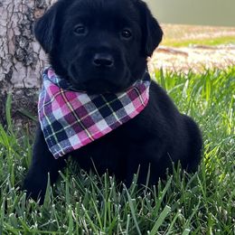 Labrador Retriever Puppies from Sugarpine Labradors