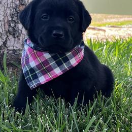 Labrador Retriever Puppies from Sugarpine Labradors