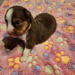 Toy Australian Shepherd Puppies from Crazy Aussie Chaos