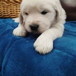 Pecan - Light golden male Golden Retriever puppy in Colville, Washington from Rosehaven Homestead