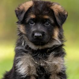 German Shepherds from Free Indeed Shepherds