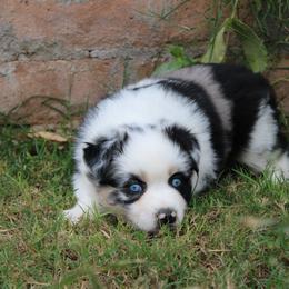 Everest - female Miniature Australian Shepherd puppy in Sonoita, Arizona from Gardner Canyon Kennels