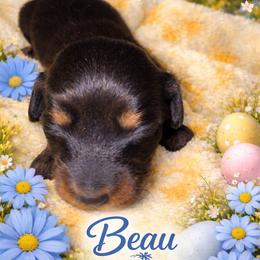 Beau - Black and tan male Dachshund puppy in Connersville, Indiana from MoonShine Babies