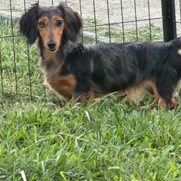 Mazikeen (Mazy) - Dachshund
