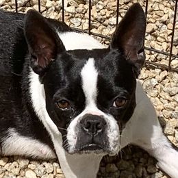 Salem - Boston Terrier