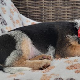Beagle Puppies from Nse Farms Beagles