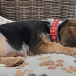 Beagle Puppies from Nse Farms Beagles
