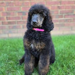 Robyn - Sable female Poodle puppy in Bauxite, Arkansas from Mountain Ridge Poodles