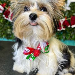 Spider - Yorkshire Terrier