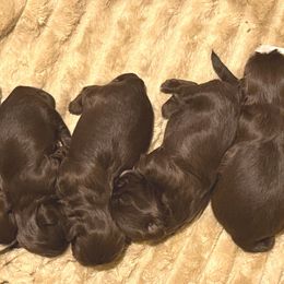 Shih Tzu puppies from Rollins Farms Shih Tzus