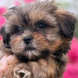 Princess Mika - Chocolate and tan female Shih Tzu puppy in Chattanooga, Tennessee from Joy-Fur Puppies