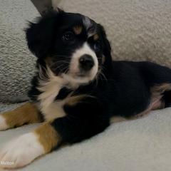 Australian Mountain Doodle, Bernedoodle, Companion Cross, and Shihpoo Puppies from Perfect Companion Puppies