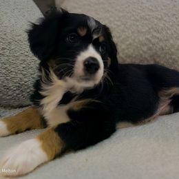 Australian Mountain Doodle, Bernedoodle, Companion Cross, and Shihpoo Puppies from Perfect Companion Puppies