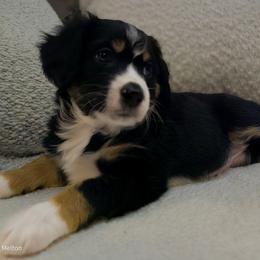 Australian Mountain Doodle, Bernedoodle, Companion Cross, and Shihpoo Puppies from Perfect Companion Puppies