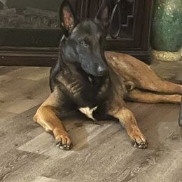 Riddick - Belgian Malinois