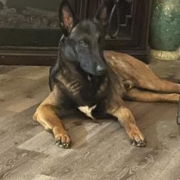 Riddick - Belgian Malinois
