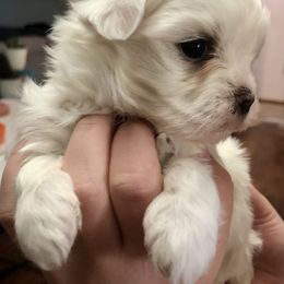 Companion Cross and Havanese Puppies from HannahJoy Hypoallergenic Pups