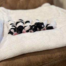 Poodle Puppies from Fluffy Friends Poodles