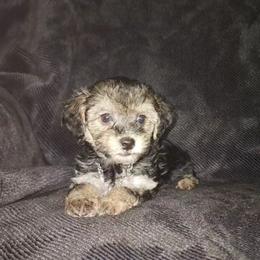 Banks - Parti male Maltipoo puppy in Palmdale, California from J Designer Puppies