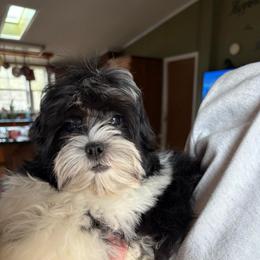 Dale - Black and white male Shihpoo puppy in Knoxville, Tennessee from Rocky Top Cavapoos