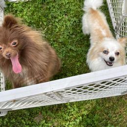 Australian Shepherds and Pomeranians from Liza’s Aussies & Poms