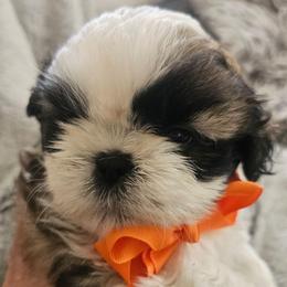 Frankie - Black gold and white male Shih Tzu puppy in Corona, California from Trinity Shihtzu's So Calif