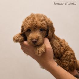 Einstein - Apricot male Goldendoodle puppy in Lake Charles, Louisiana from Perfect Fit Poodles & Doodles