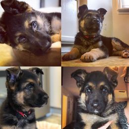 German Shepherd Puppies from Countryside Kennel