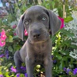Weimaraner All Grown Up from Weim Squadron