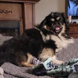 Rascal - Pekingese