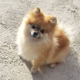 Skye - Pomeranian