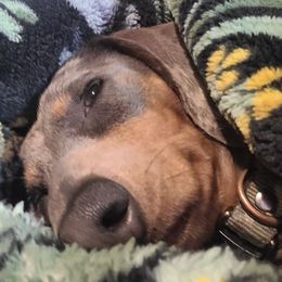 Dachshunds from Tps Teeny Weins