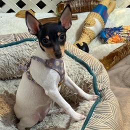 Candi - White black and tan female Toy Fox Terrier puppy in Clermont, Florida from Debbie Hiles's Toy Fox Terriers