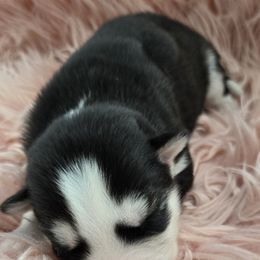 Siberian Husky Puppies from Black Diamond Siberian Huskies
