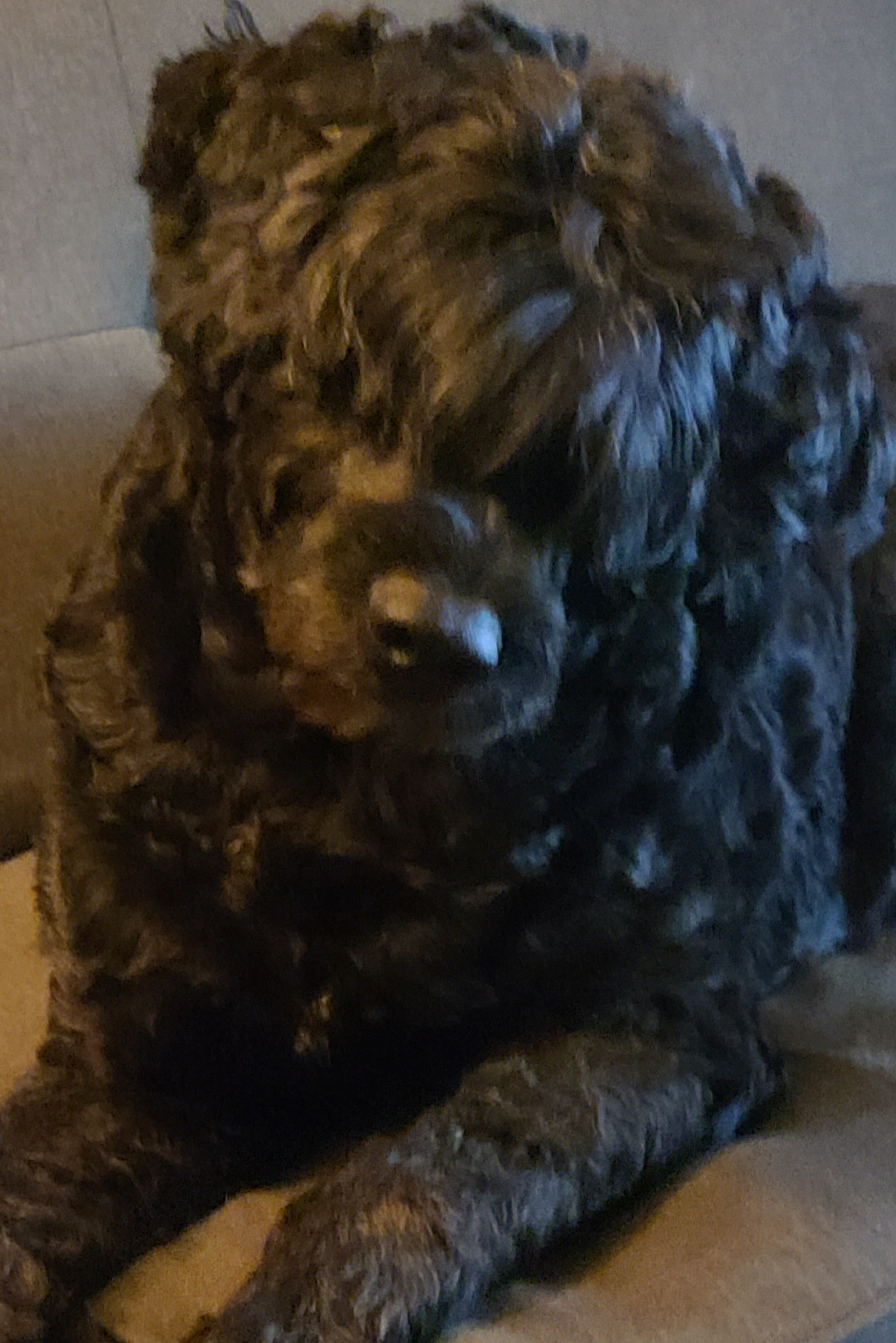 Elvira - Portuguese Water Dog