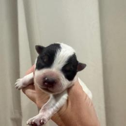 Blackout - Blue speckled male Australian Cattle Dog puppy in Rosharon, Texas from 4Surge Cattle Dogs