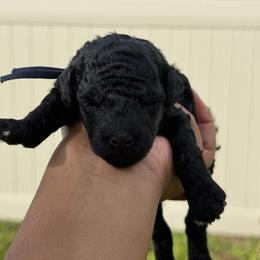 Nikolas - Black male Poodle puppy in Deltona, Florida from Poodles by CNC